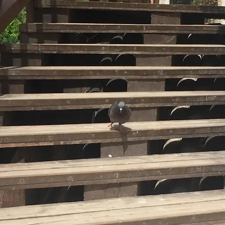 Bella Addai Daire Venedik