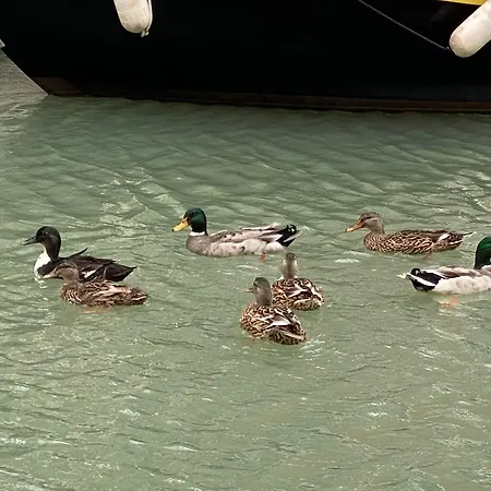 Bella Addai * Βενετία